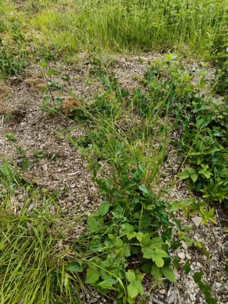A limestone scree slope with clumps of vegetation growing through it