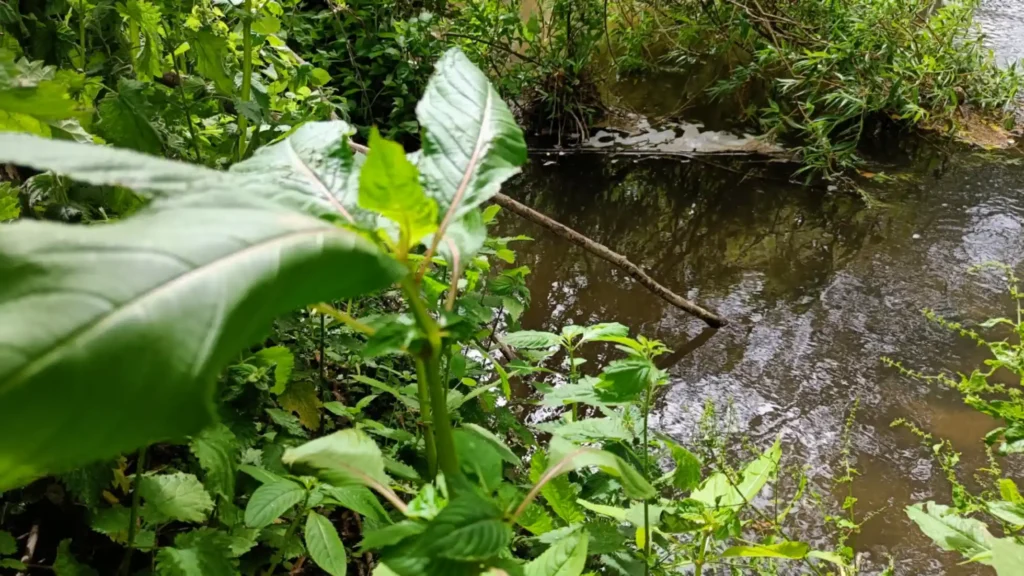 Close up of himalayan balsam on a bank next to a river