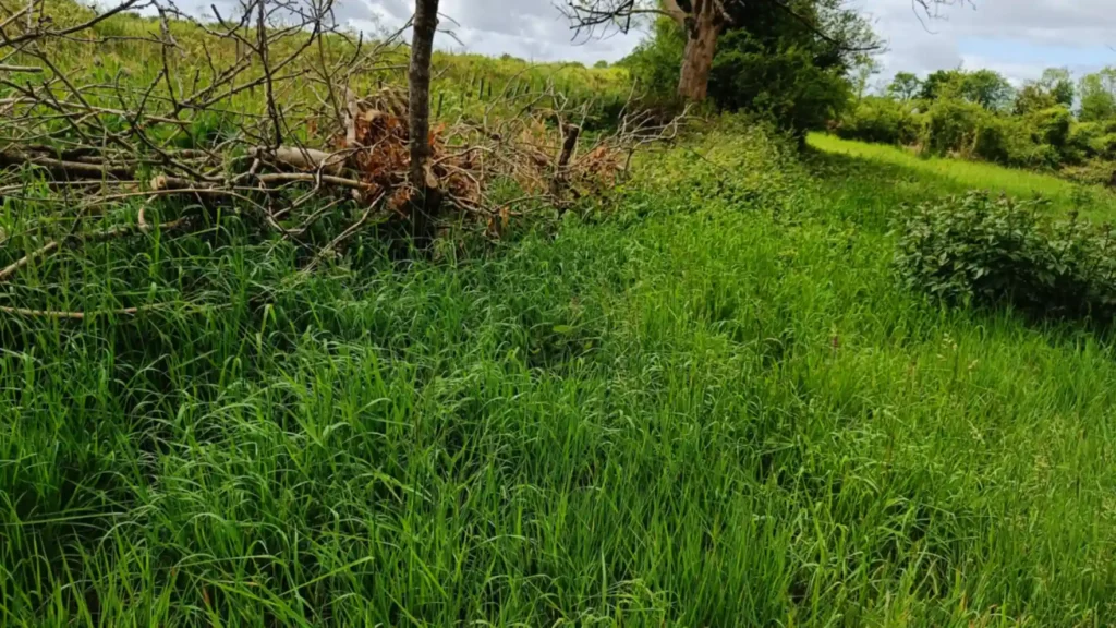 Looking down a grassland with long grass and a dead hedge to the right