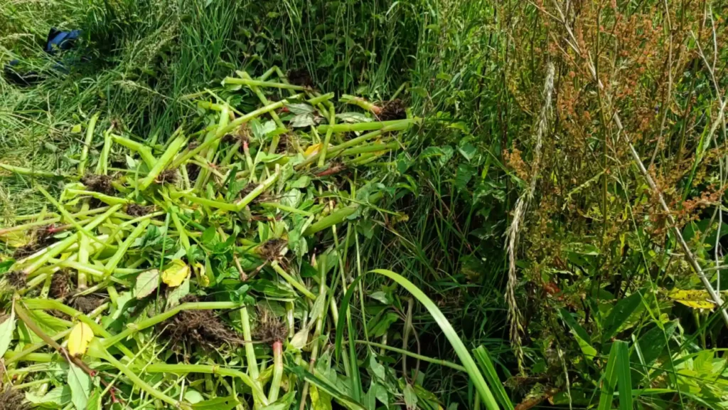 A large pile of broken stems of himalayan balsam on a field floor