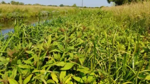Dense patches of himalayan balsamon a river bank next to a river on the left