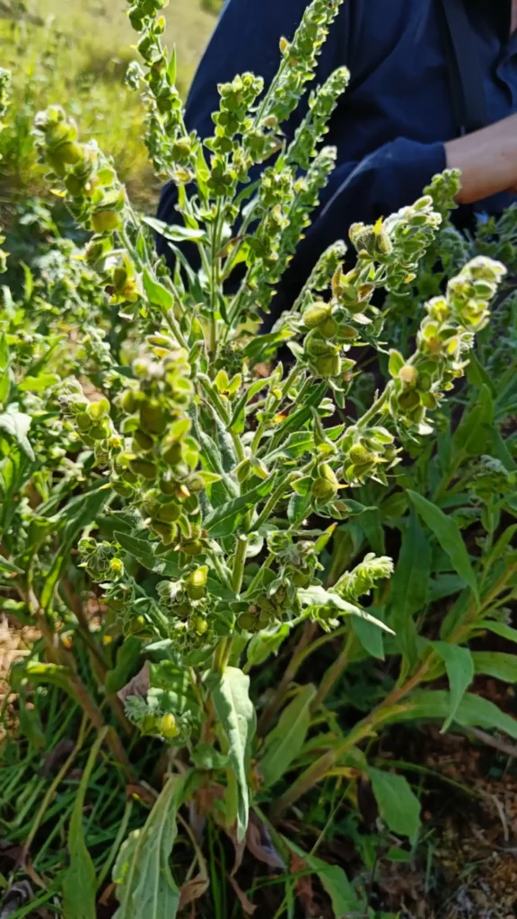 A tall green leaved plant with small seed heads