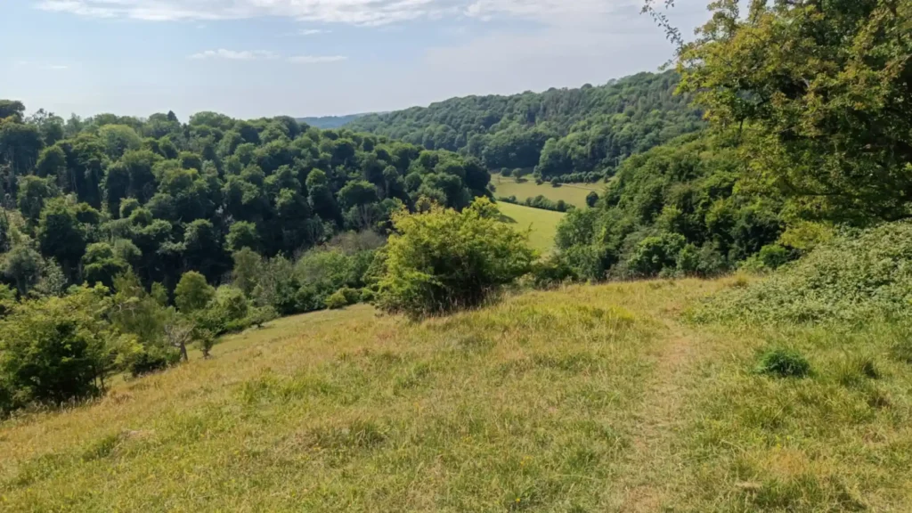 A species rich steep grassland slope in the foreground and trees in a valley in the background