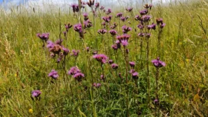 Tall pink flowers in a grassland. Dyer's Saw-wort
