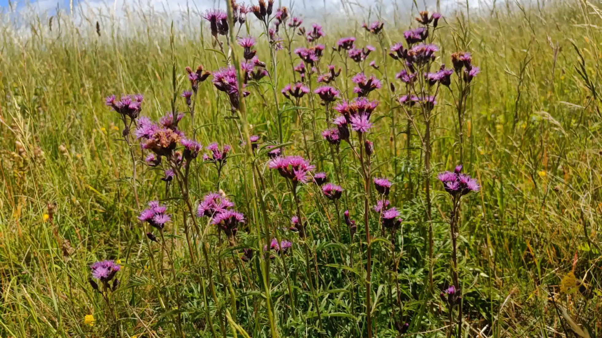 Tall pink flowers in a grassland. Dyer's Saw-wort