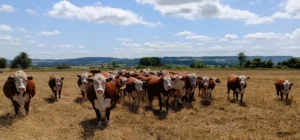 A group of brown cows in a field with rolling hills in the distance