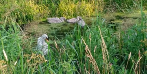 A swan and cygnets on a river, viewed through a the bank vegetation