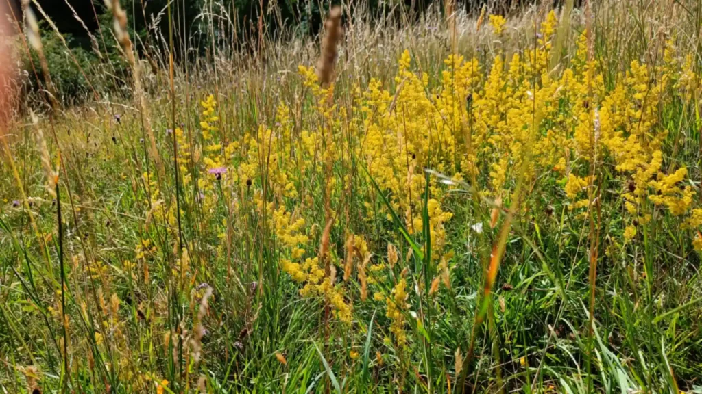A dense cluster of yellow flowers in a grassland