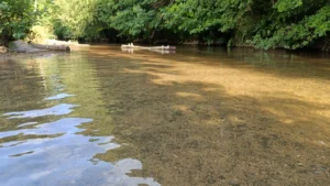 Looking down a river at water level with two logs in the middle and low tree branches to one side
