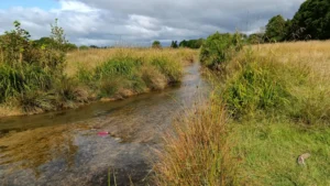 Shallow river meandering through overgrown pasture