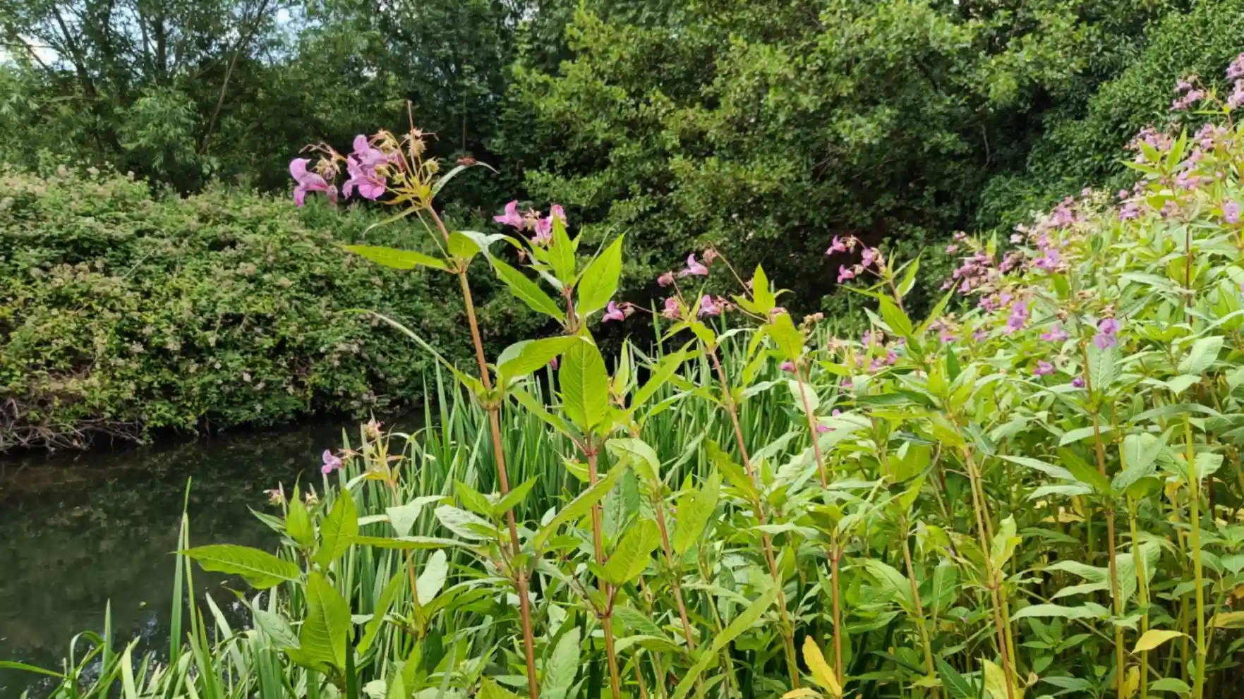 Tall himalayan balsam plants in flower next to a river