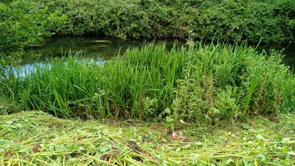 Cleared balsam in foreground with reeds on a river bank in the background
