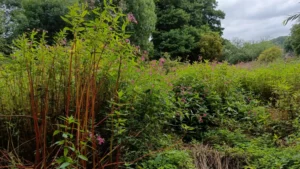 Tall dense clumps of Himalayan Balsam in a field