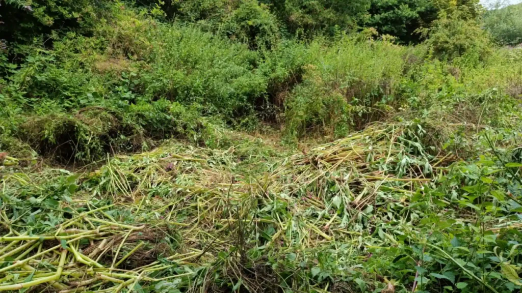 Pulled Himalyan Balsam laying in thick carpets on the ground in a field