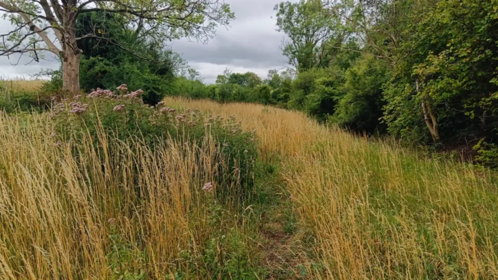 A small grassland with tall grass and hemp agrimony