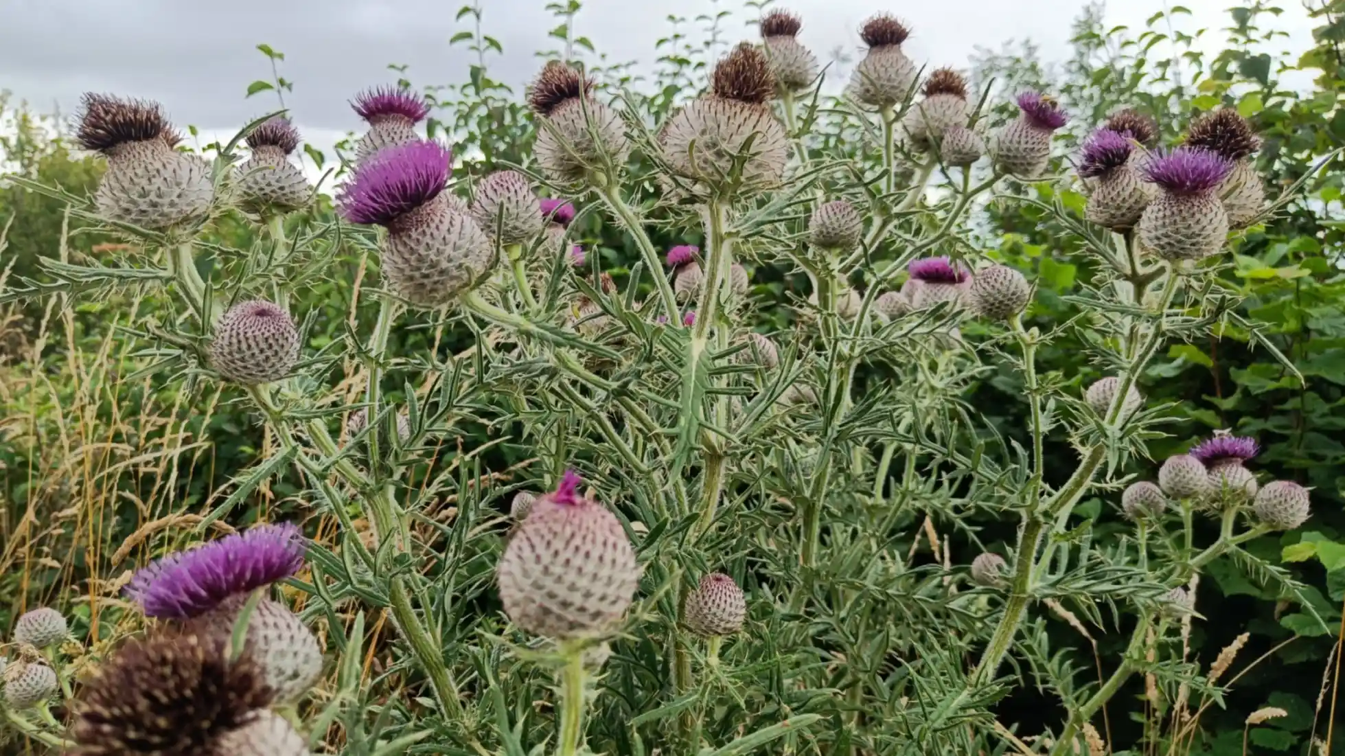 Woolly thistle