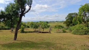 A view of an orchard with short grass and blue sky