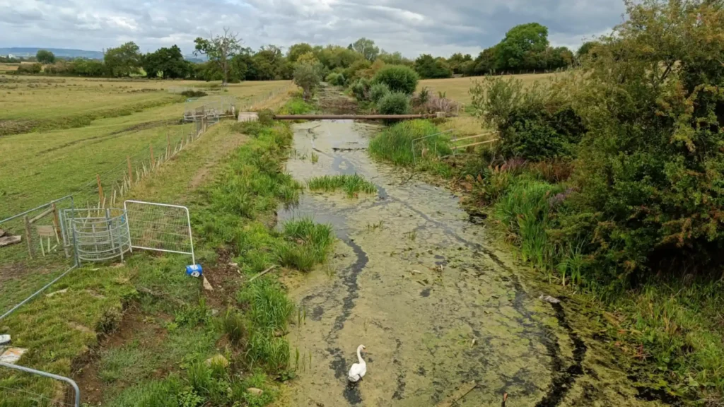 A canal with duckweed on the surface and dense riparian vegetation on the banks