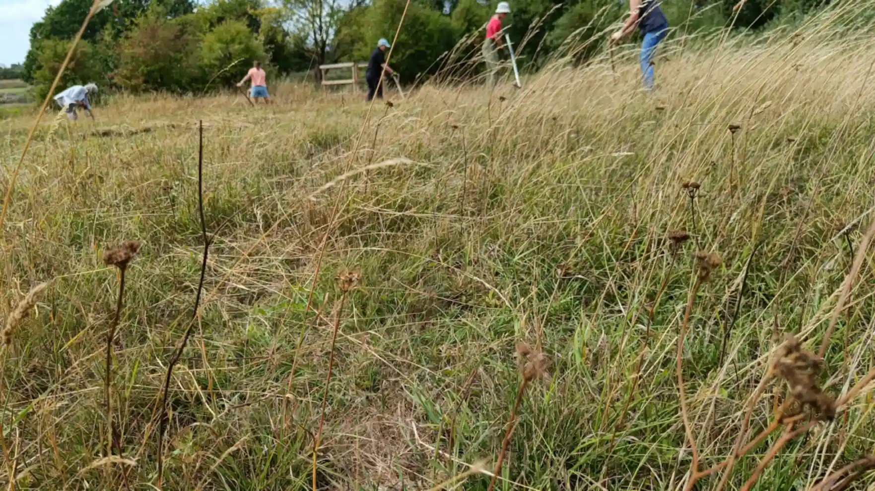 Long grass in the foreground and people in the background scything