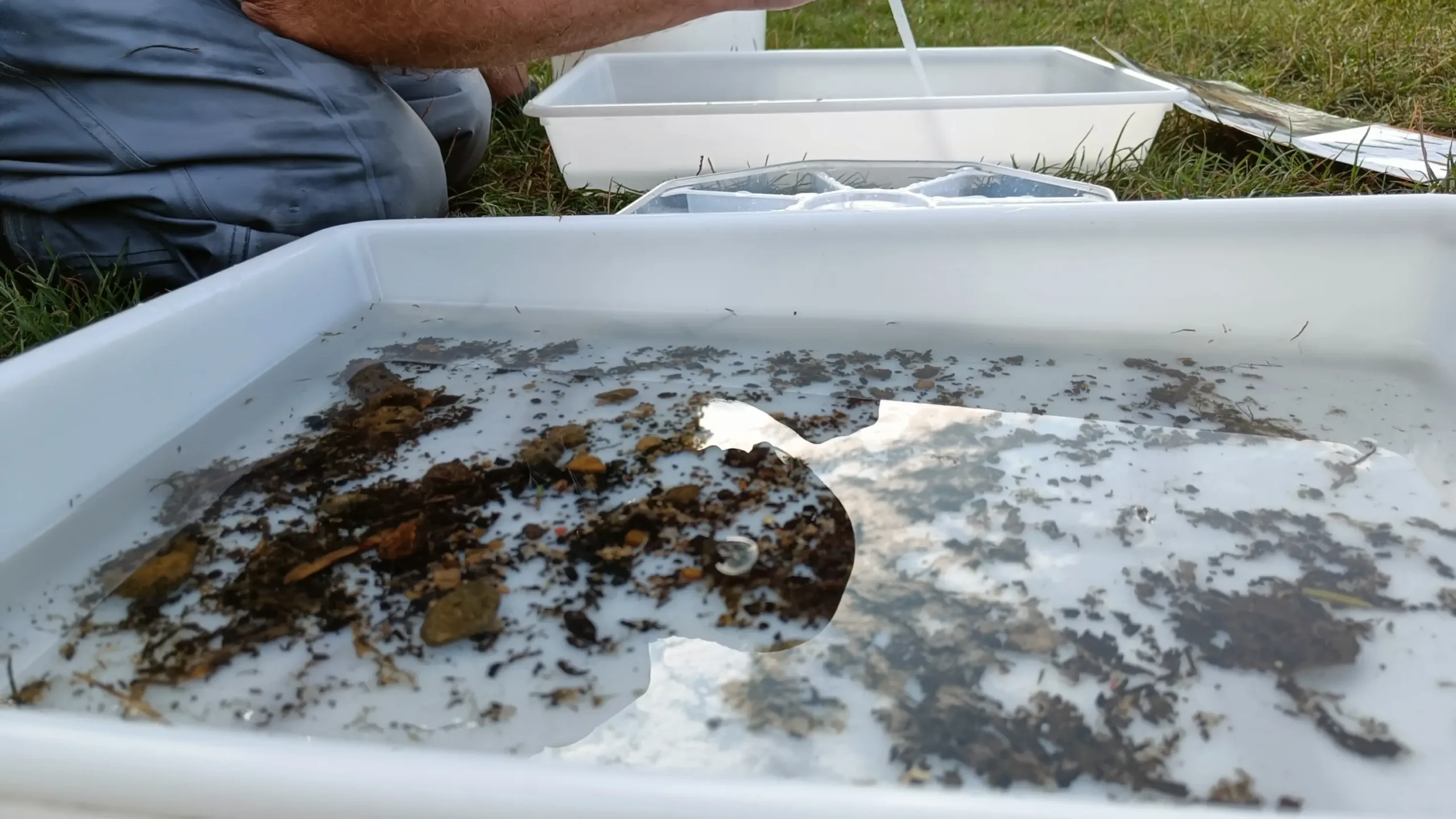 Close up of two sample trays filled with river water. Man crouched over with pipette.