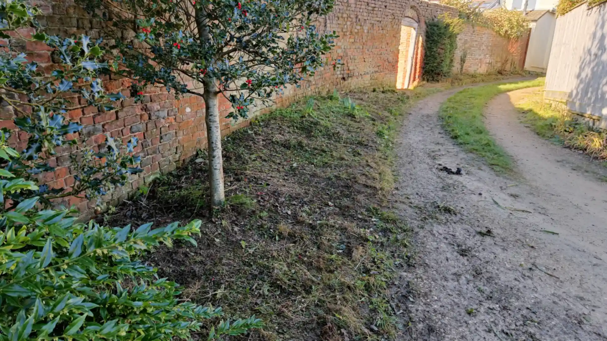 A curved lane with a red brick wall on the right. The grass bank is cut short and raked. Holly tree in the foreground