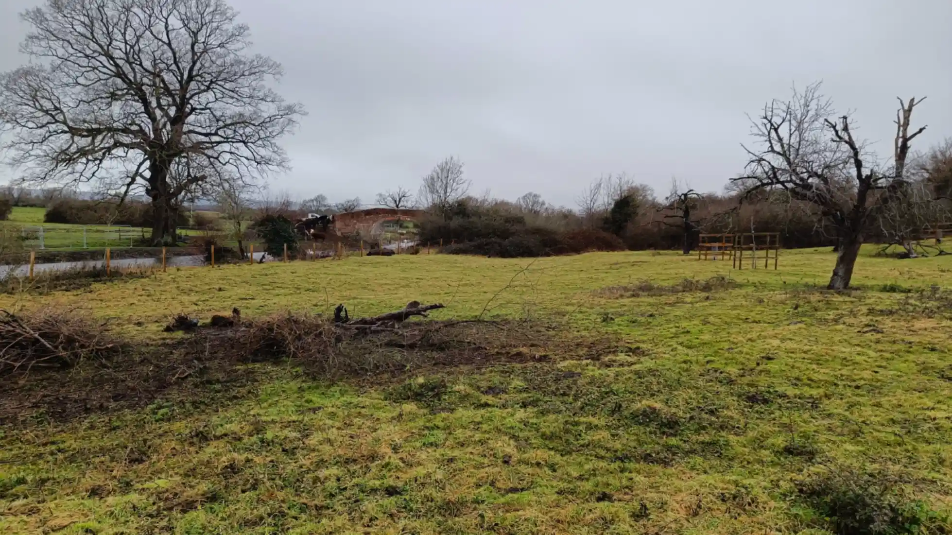An orchard with grass grazed very short. Red brick bridge in background