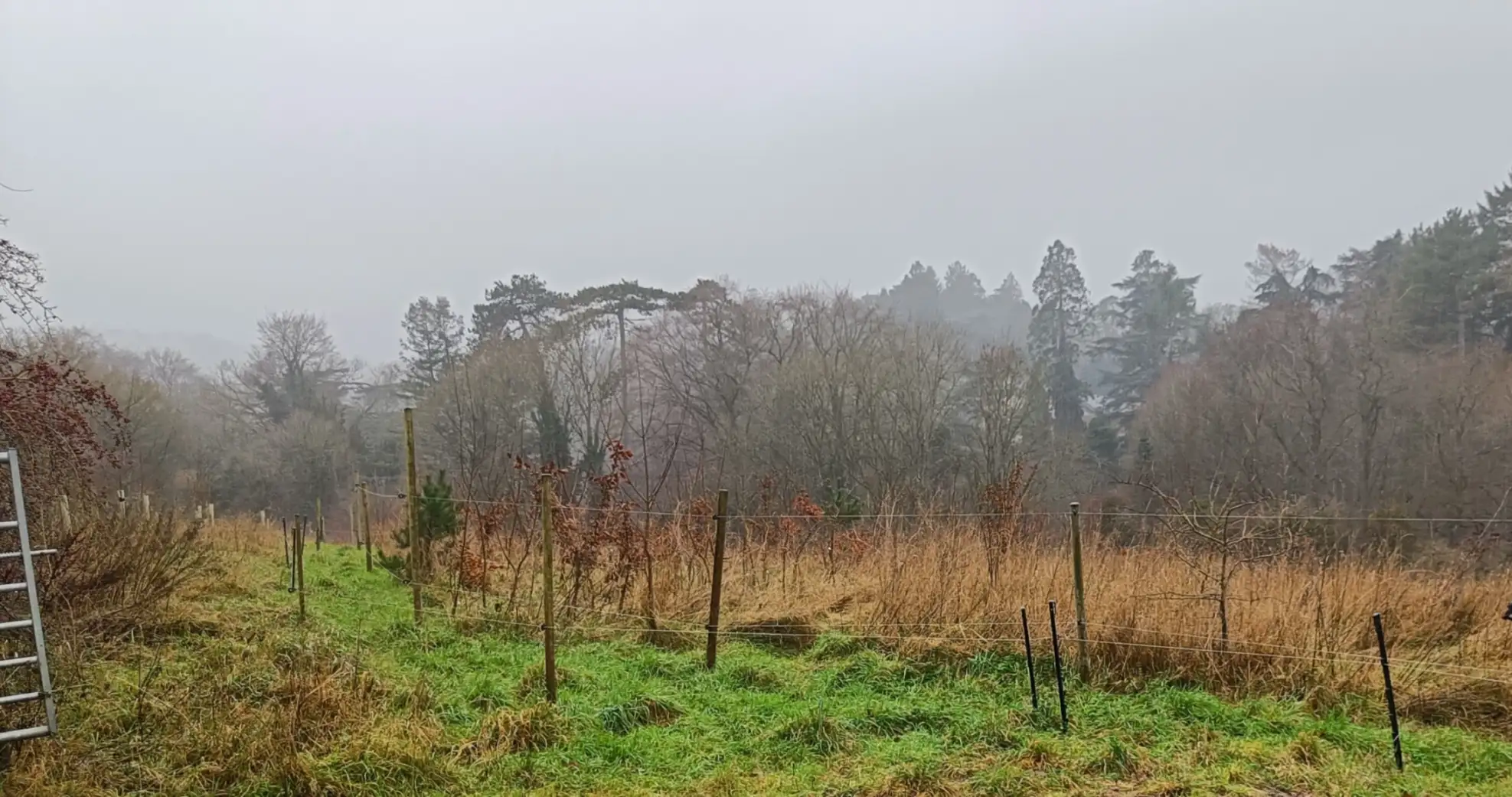 Rough grassland filled with lots of young trees. Tall trees in the distance