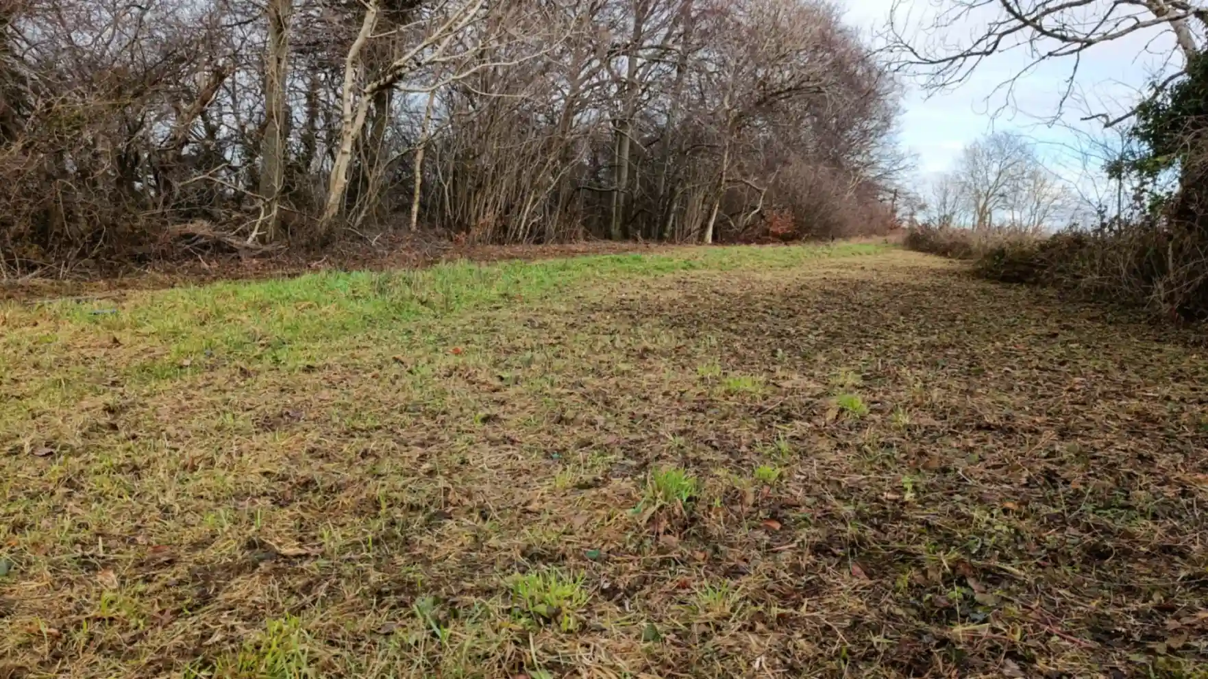 A grassland cut and raked with woodland on the right hand side
