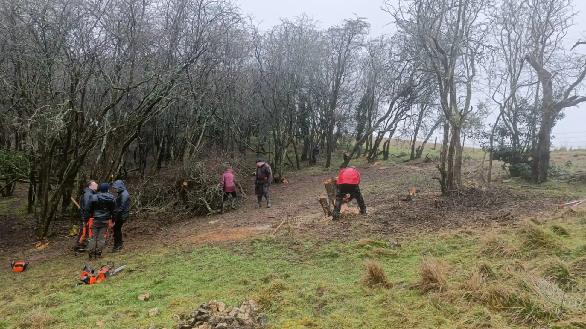 Several people standing in a clearing moving felled trees into a dead hedge