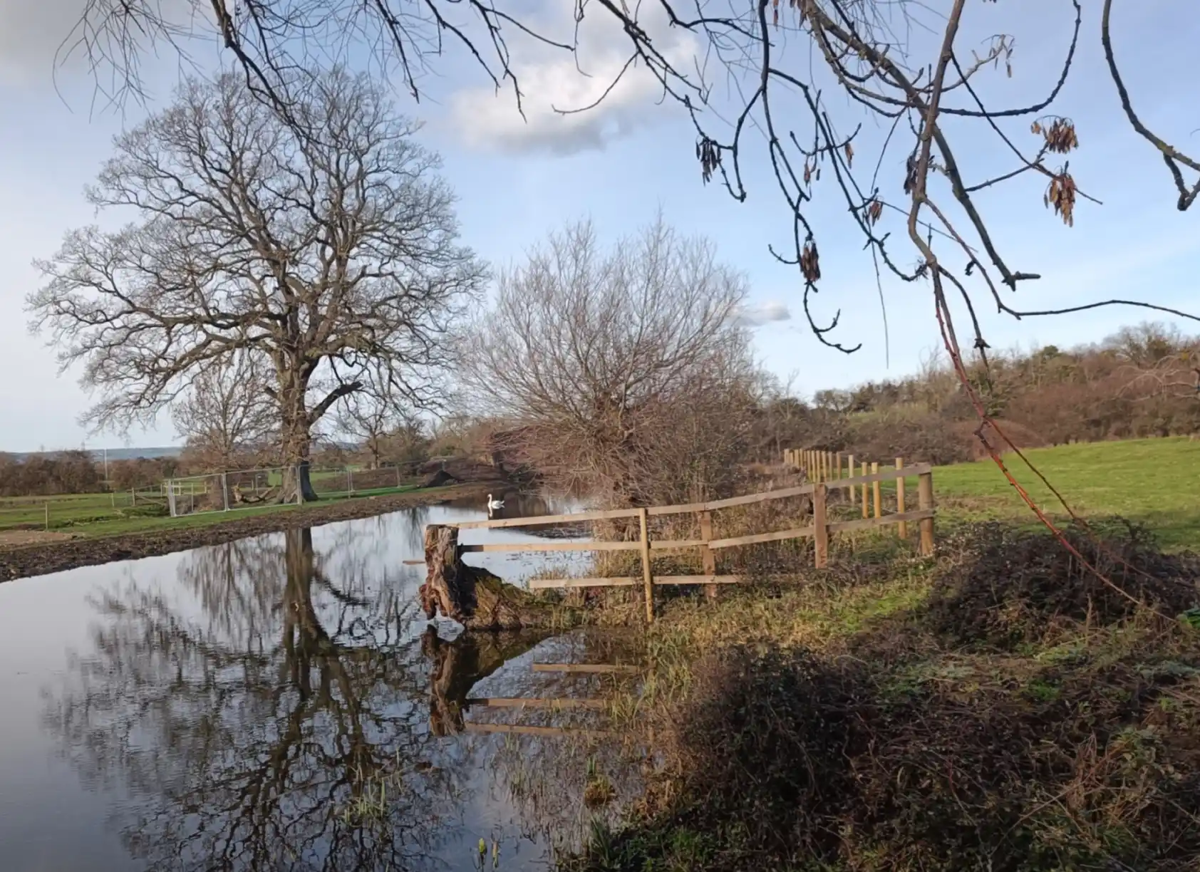 A canal with an oak tree on the far bank mirrored in the water. Grass bank on near side