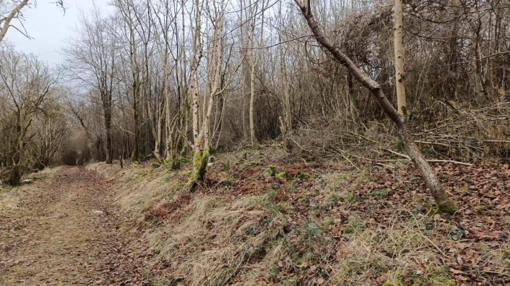 A track through a woods with cleared grassland edges on either side of the track