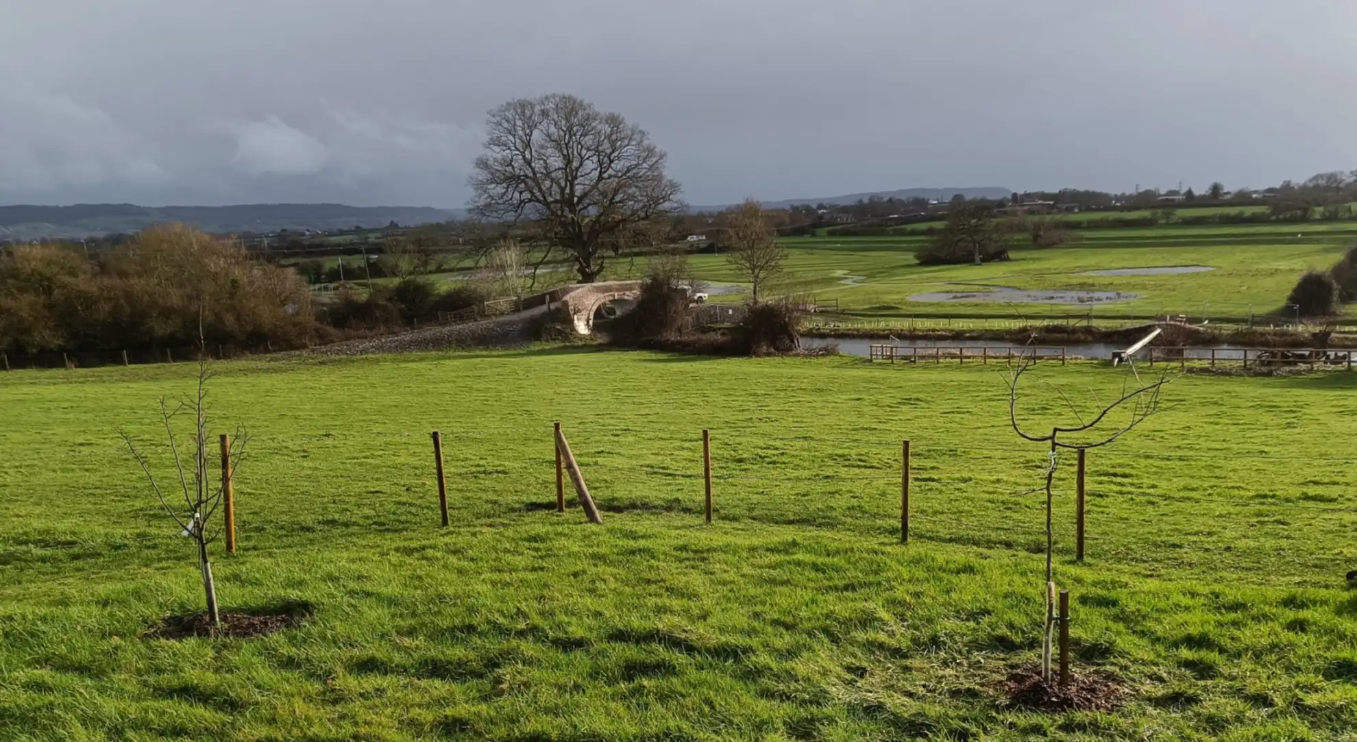 A grassland with a canal, red brick bridge and aok in the middle view and wetland fields behind