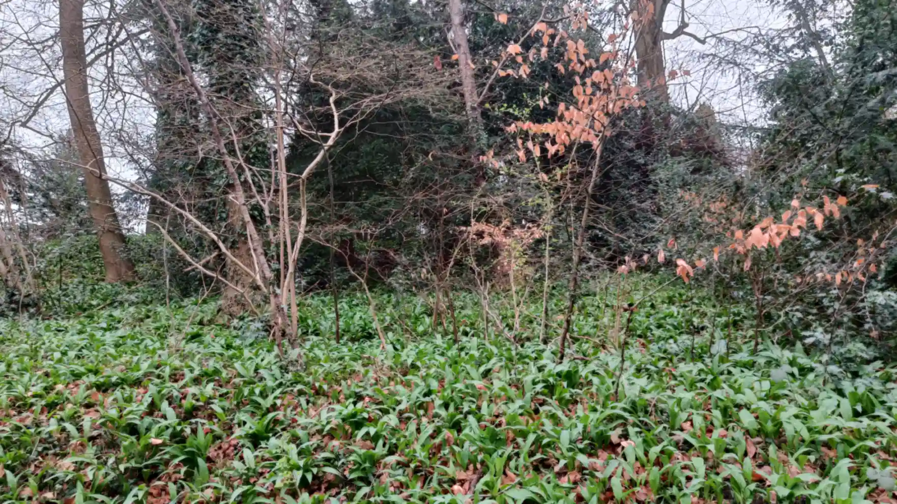 Carpet of wild garlic on a woodland floor with trees behind