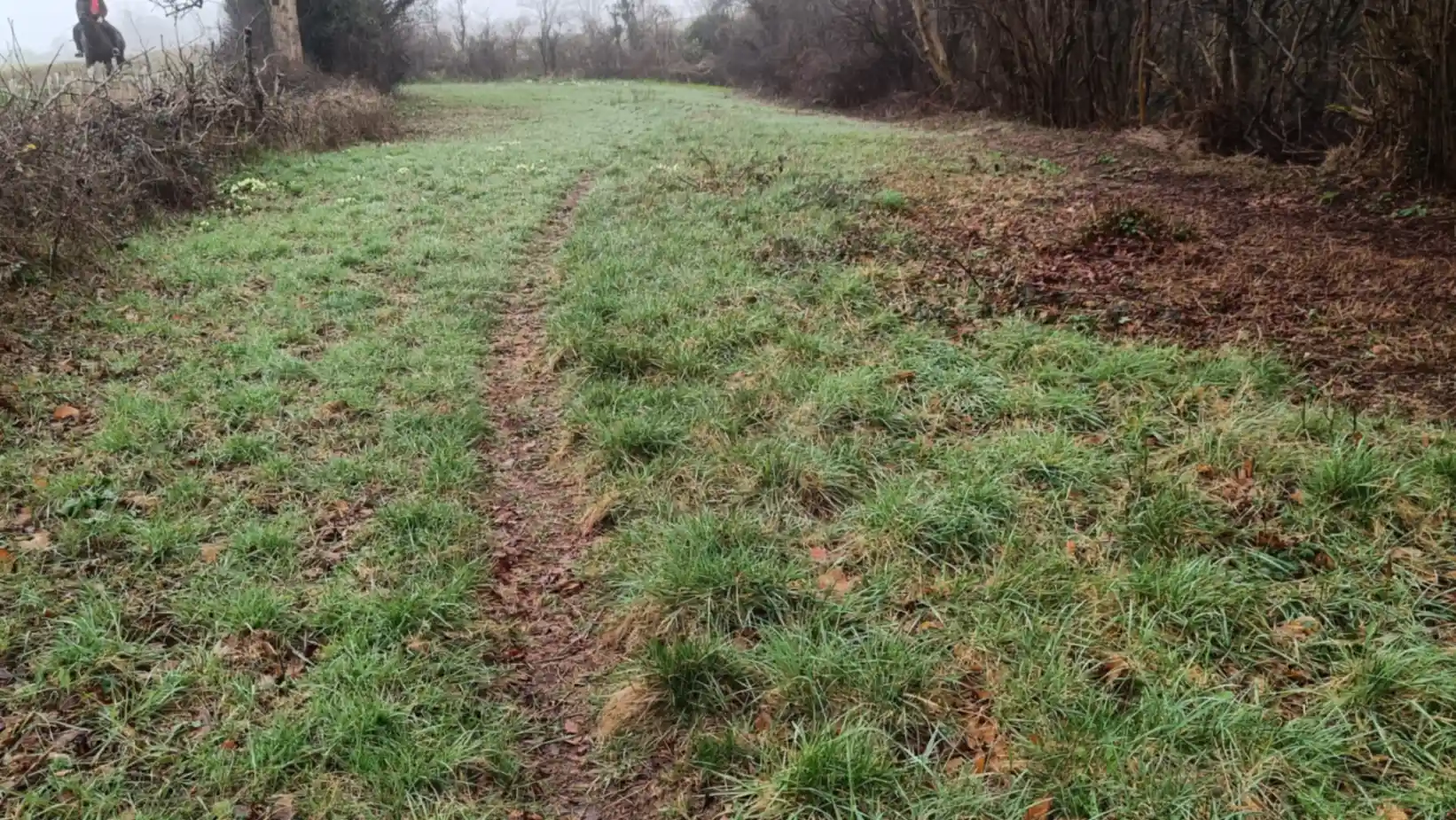 A long common with a path through the middle, hedge on one side next to a road and woodland on the right hand edge